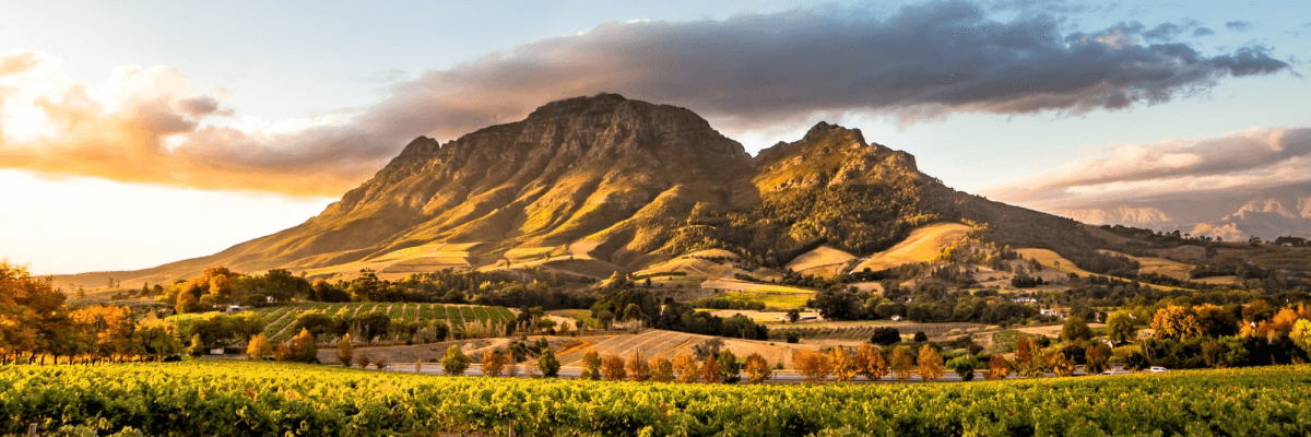 Food, Wine, and Wildlife in South Africa - background banner